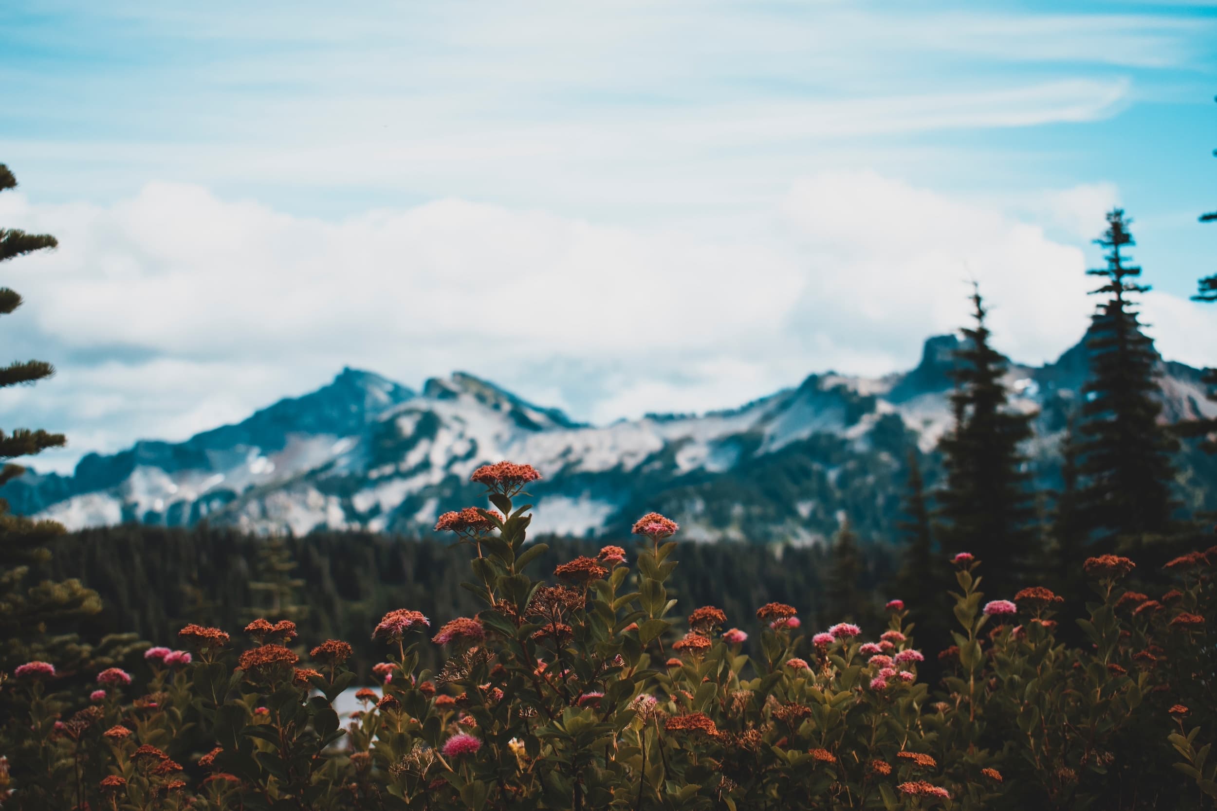 Wildflower foreground framing distant snow-capped mountain vista