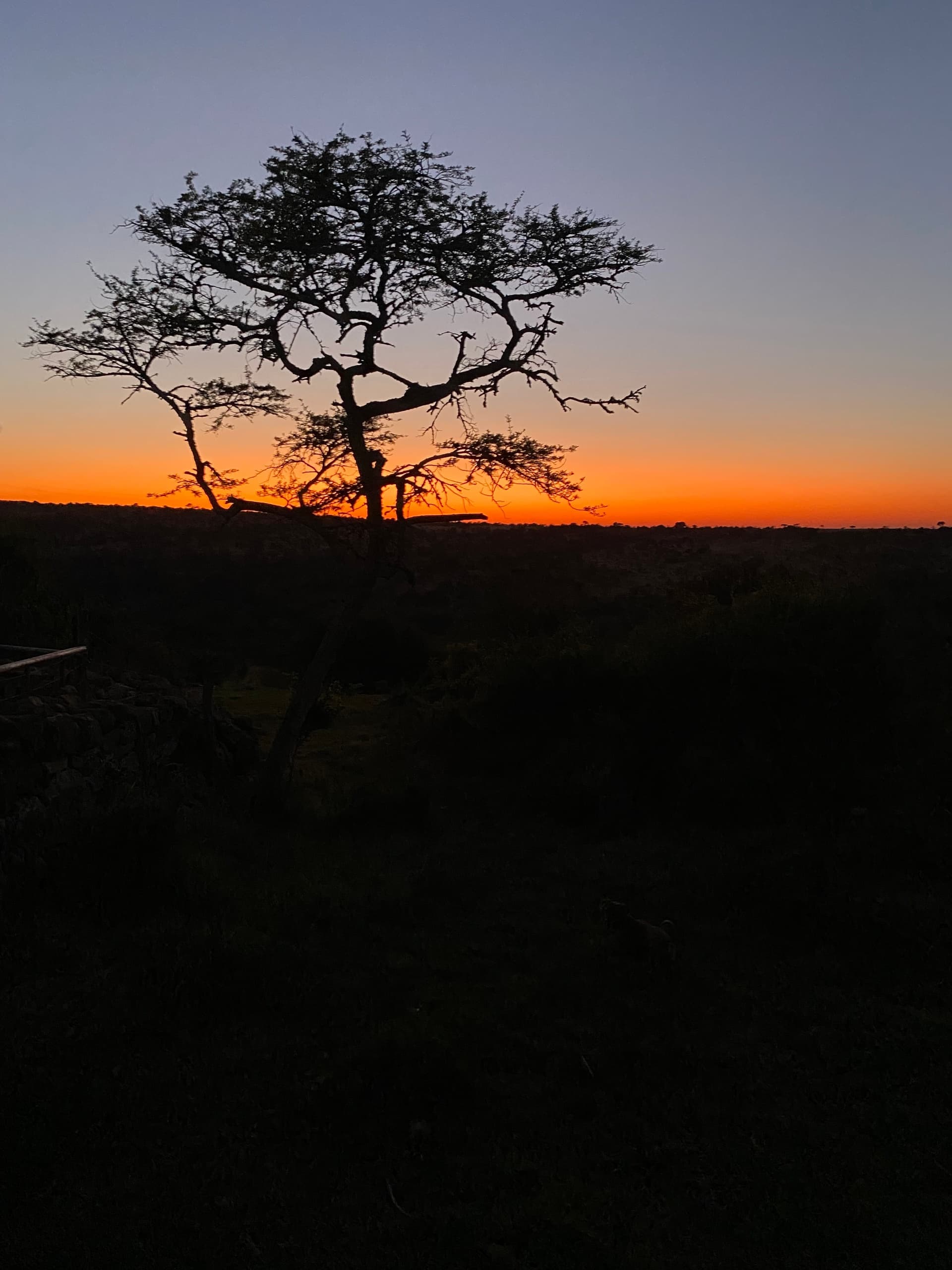 Silhouetted acacia tree at vibrant sunset over savanna horizon
