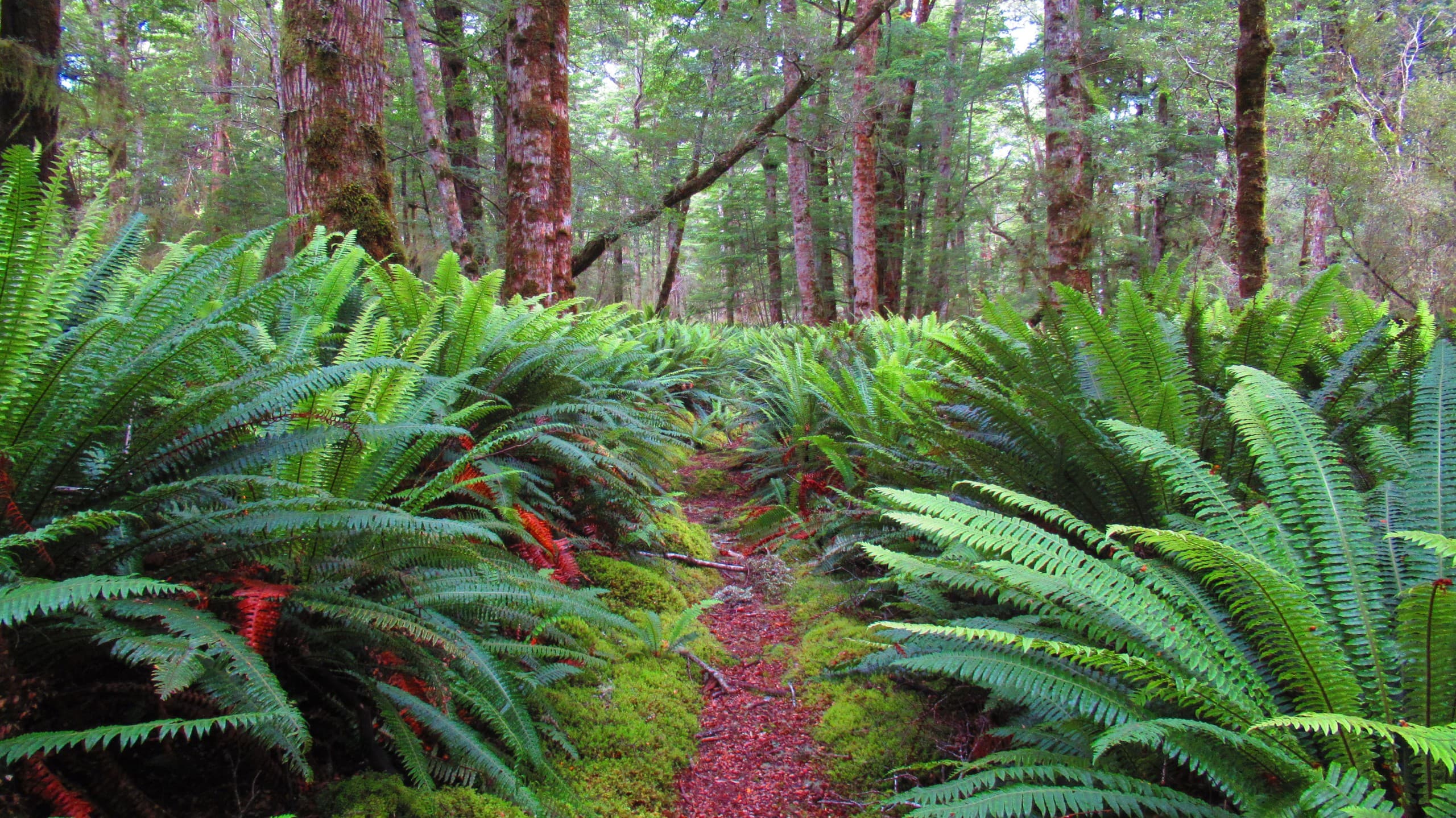 Summit Mt Titiroa: 3-Day Fiordland Granite Dome Expedition photo 4