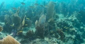 Snuba of Key West fleet