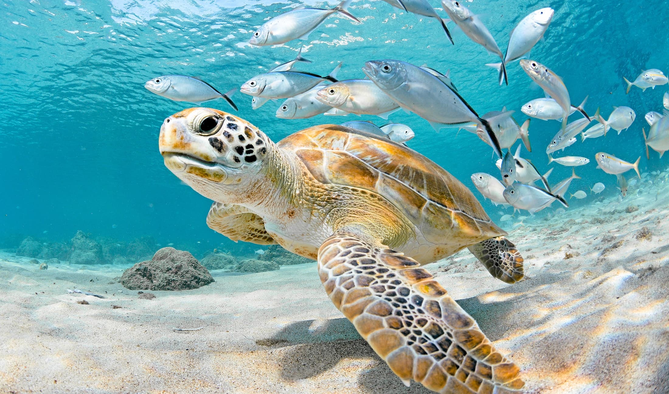 Snorkel into Key Largo’s Reefs with Sundiver Snorkel Tours