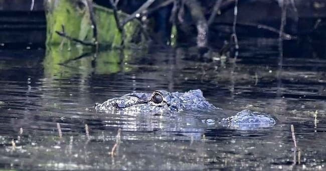 Bayou Classroom: Coastal Wetland Wildlife Tour from Chalmette photo 2