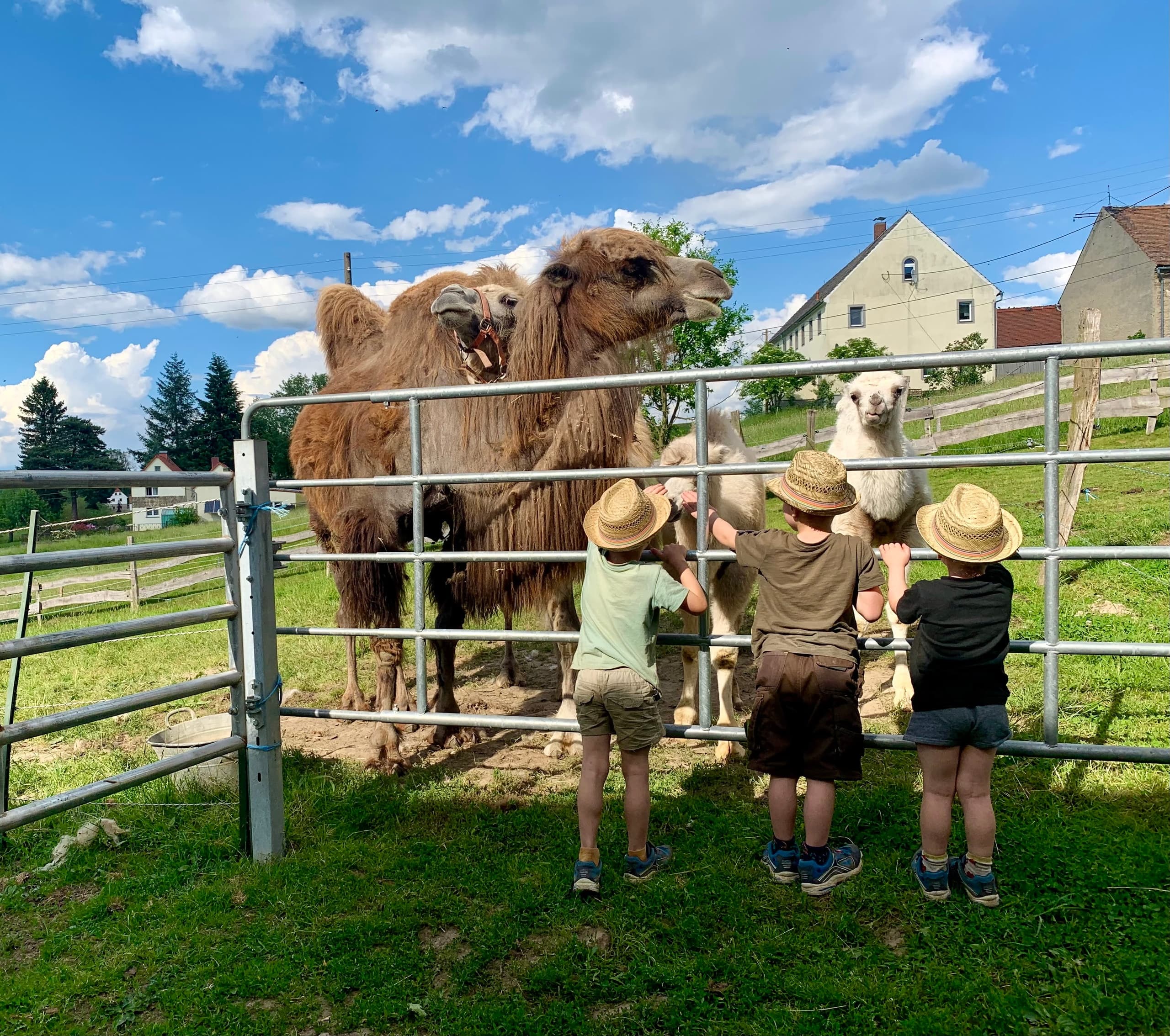 Close Encounters: Hofführung Camel, Llama & Alpaca Farm Tour in Schönau-Berzdorf