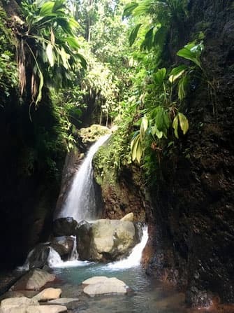 Wildlife & Nature Tour with Pelican Safari in Guadeloupe