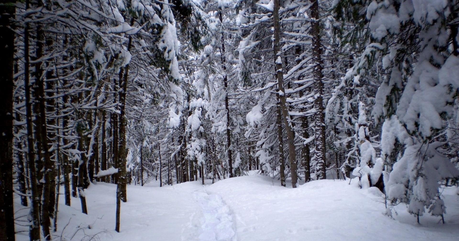 Guided Snowshoe Tour in Albuquerque's Sandia Mountains