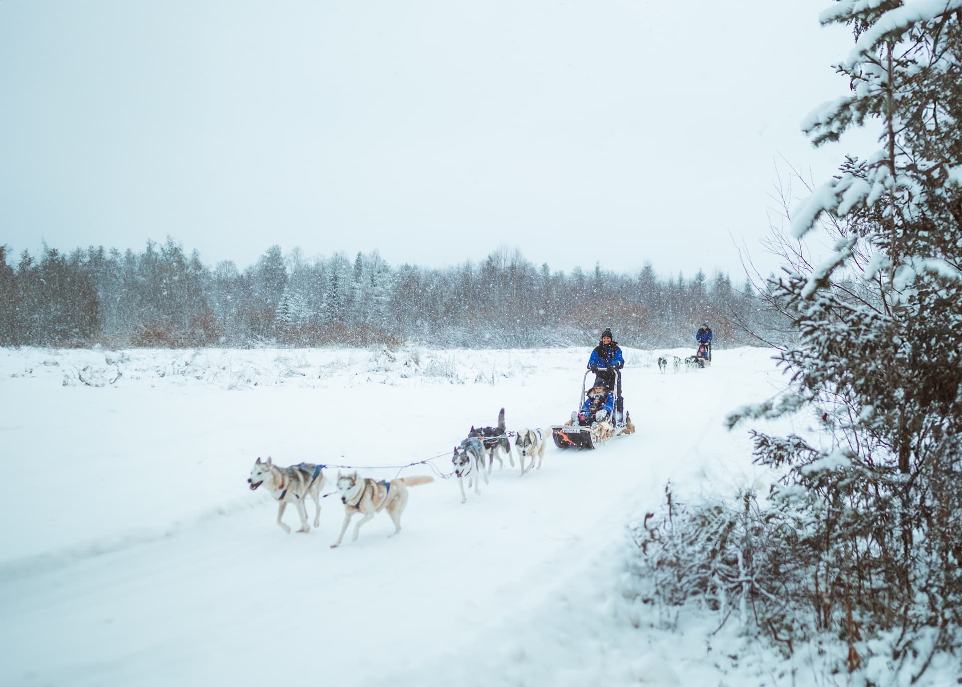 Husky Sled Ride Adventure at Apukka Resort in Rovaniemi