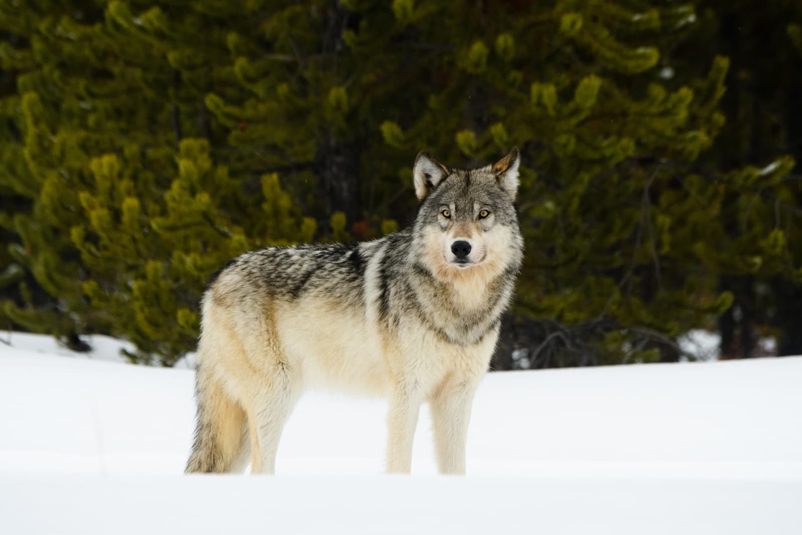 Winter Wildlife Photo Workshop in Island Park, Idaho