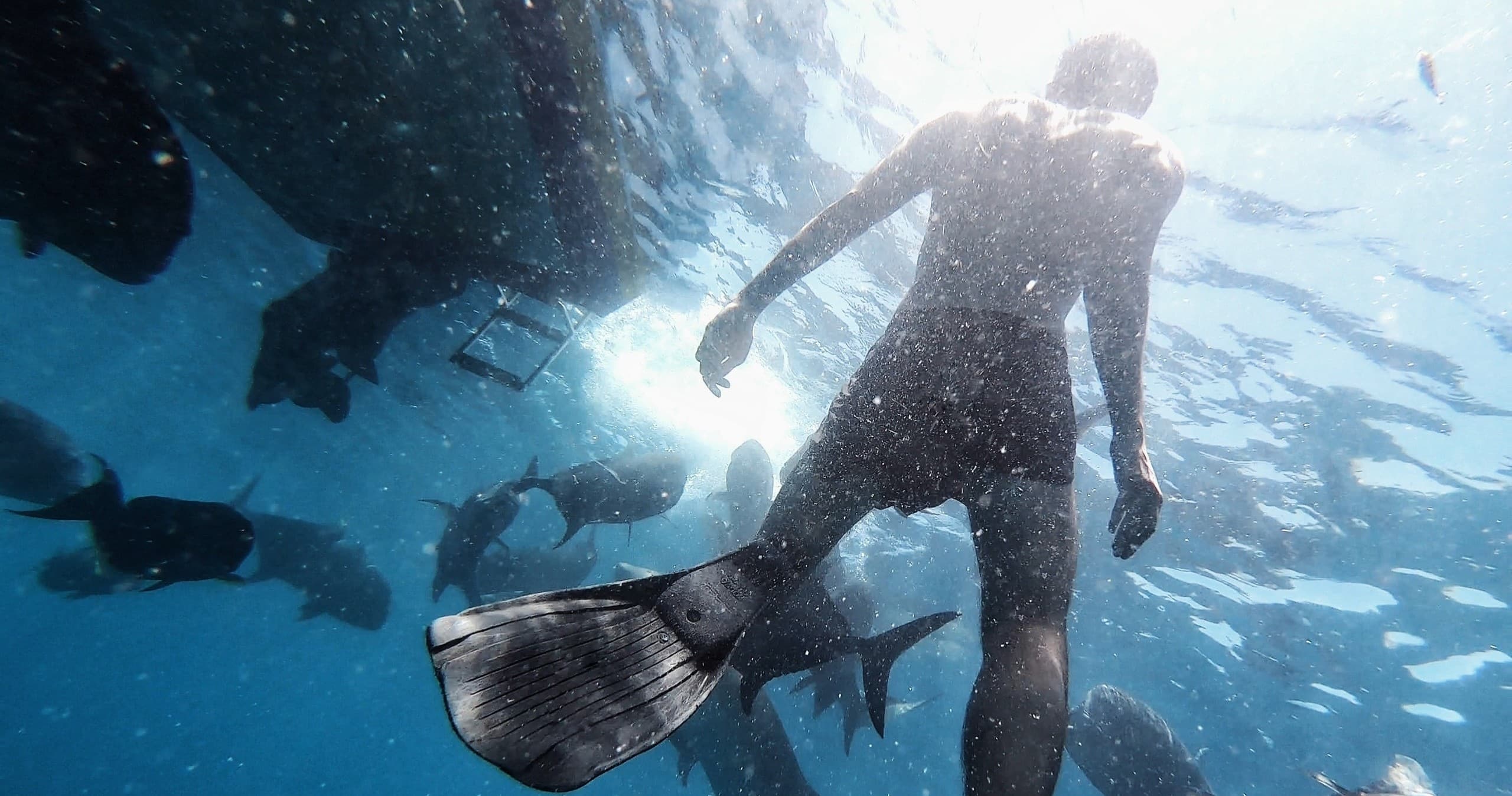 Freediver swimming among sharks and fish in open azure ocean