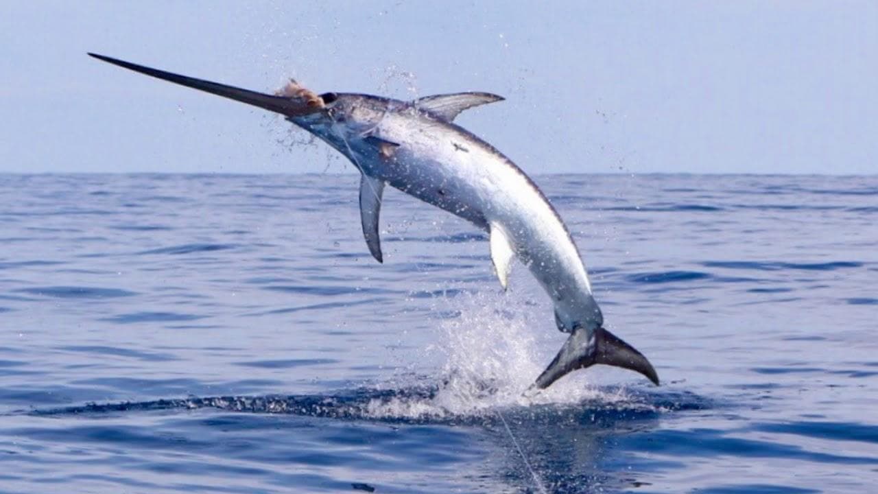 Swordfish breaching during offshore sportfishing action