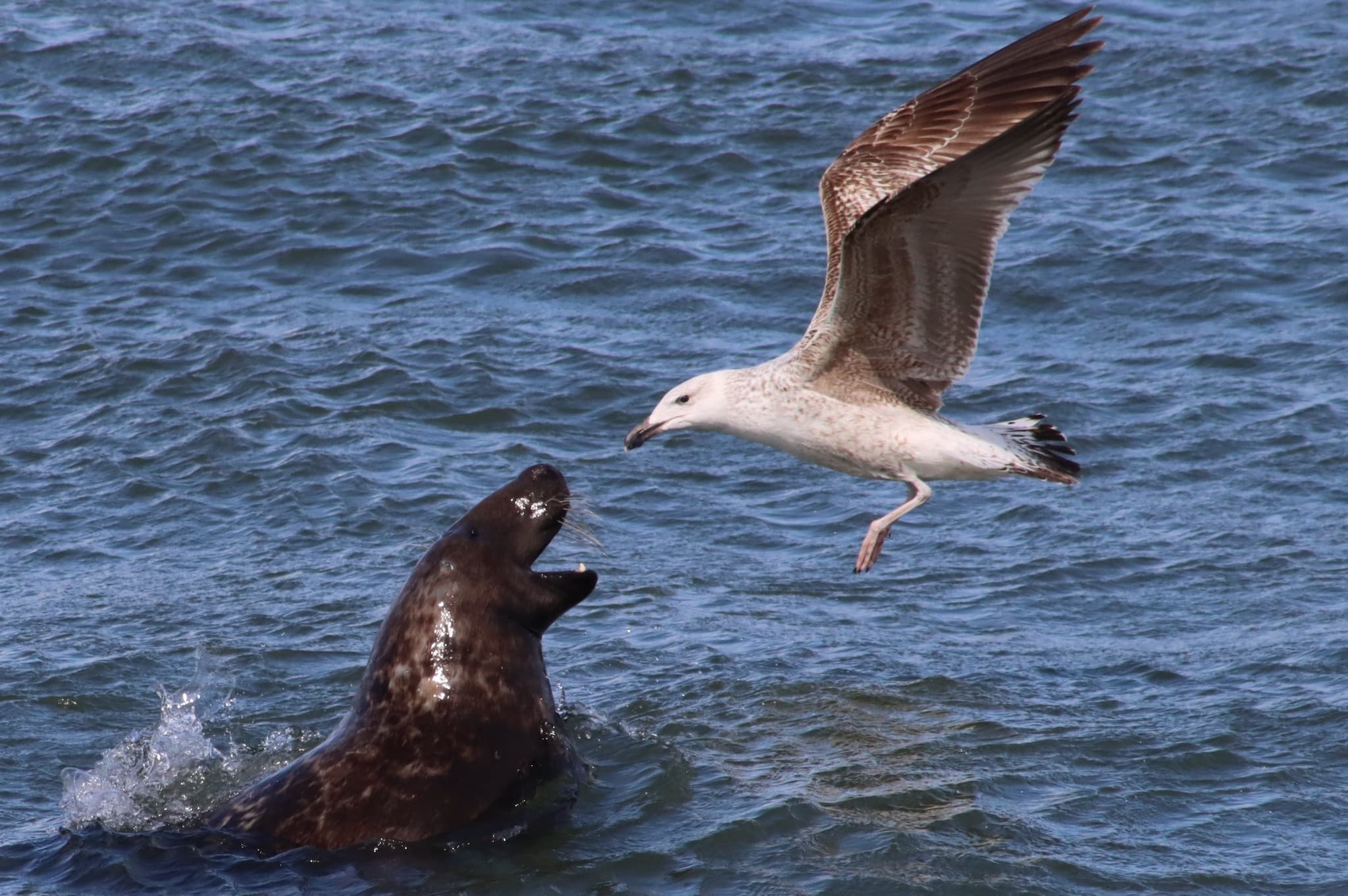 Explore Cape May’s Pelagic Zone: Whale Watching and Birding Adventure