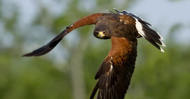 International Falconry Academy fleet