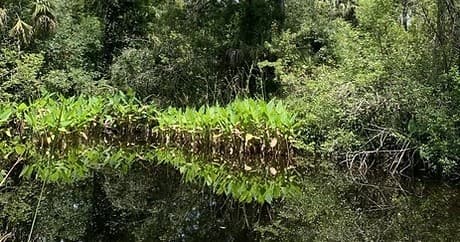 Family Jeep Tours in Everglades City with Everglades Jeep Tours