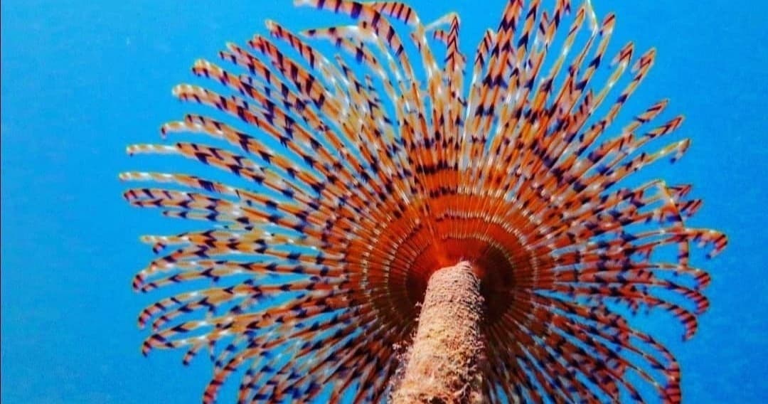 Colorful feather duster worm on coral seafloor in clear ocean