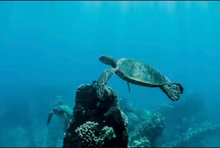Snorkeling Adventure at Molokini Crater & Turtle Town with Maui Malolo