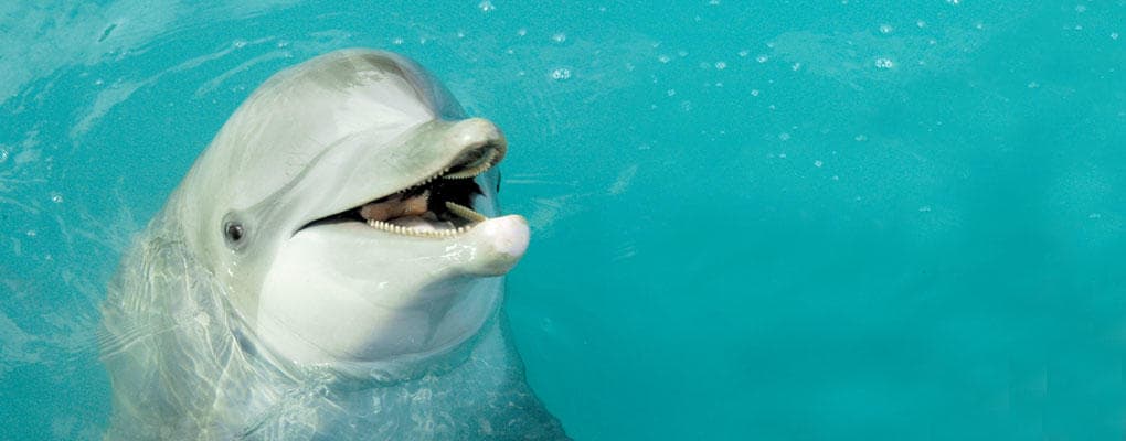 Dolphin surfacing head in blue tropical waters, Florida Keys