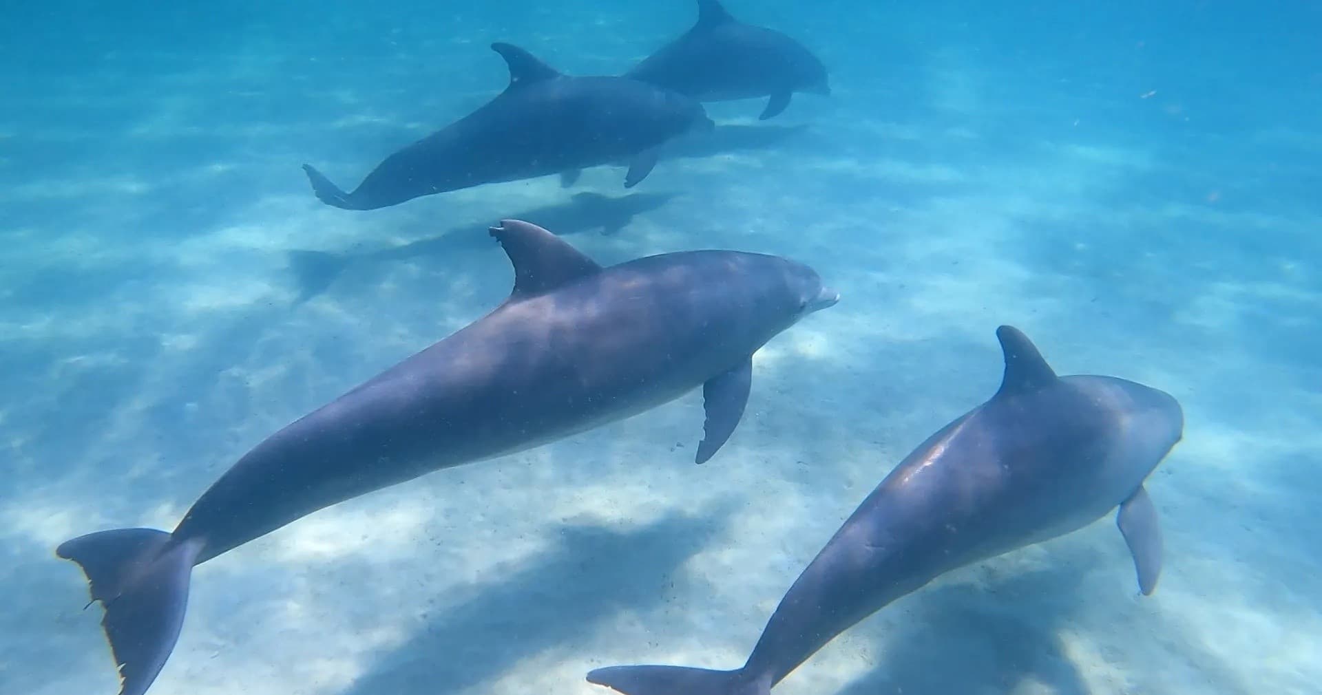Dolphin & Snorkel Adventure with Shell Island Tours in Panama City