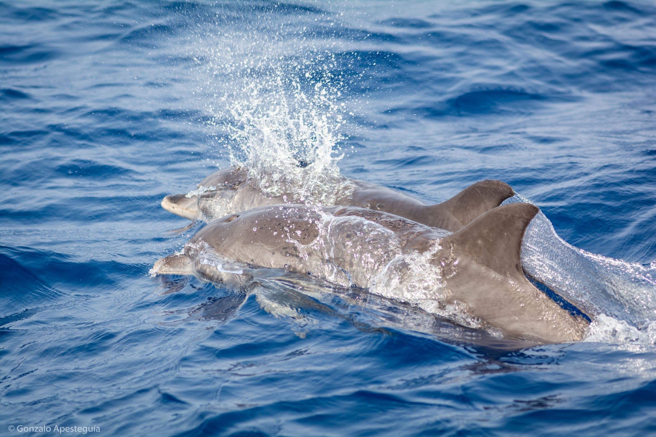 Whale & Dolphin Observation with WeWhale Canarias in Denia
