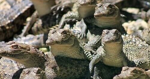 Wildlife & Boat Charters in Huatulco with Eco Tours