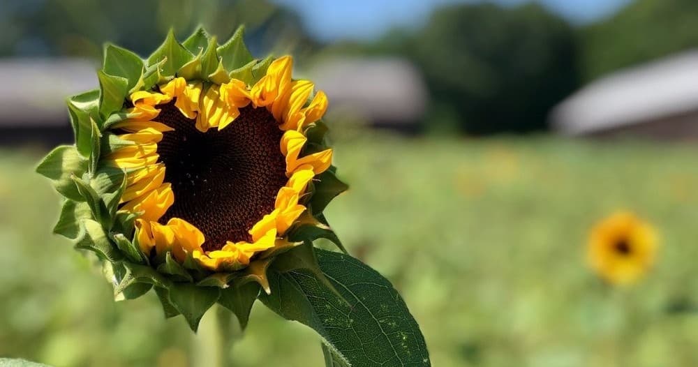 Flower Festival & Photography at Brown's Harvest