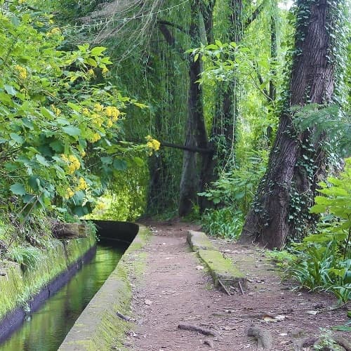 Guided Hike & Tea Experience with Experiences Madeira in Funchal