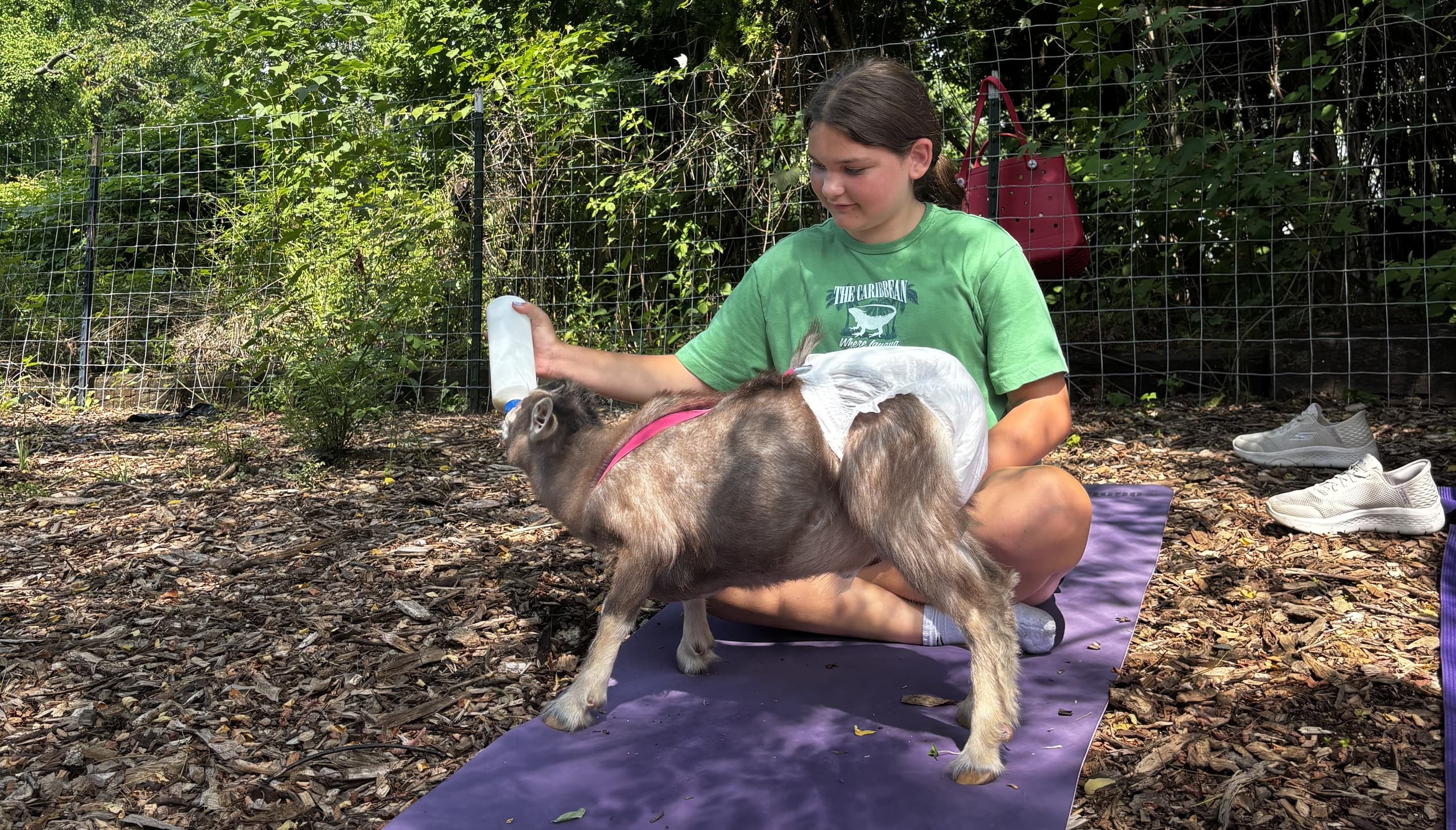 Baby Goat Bottle-Feeding and Snuggle Time in Ambler, PA — Rescue Farm Visit Near Philadelphia