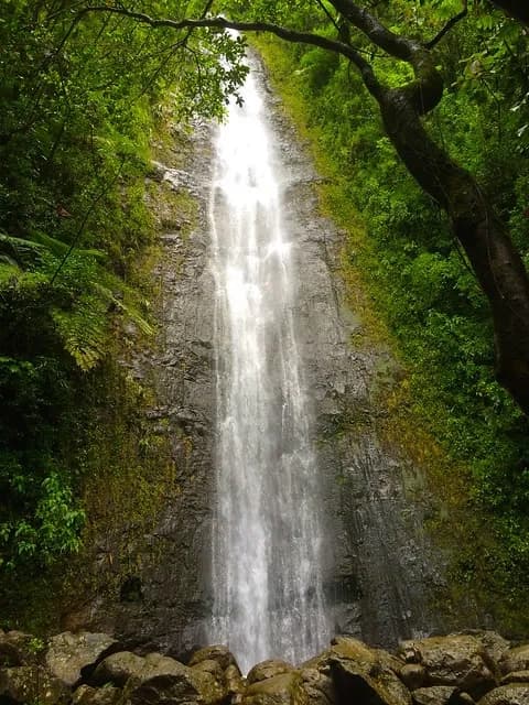 Manoa Falls & Botanical Garden Tours by Wanderlust Hawaii