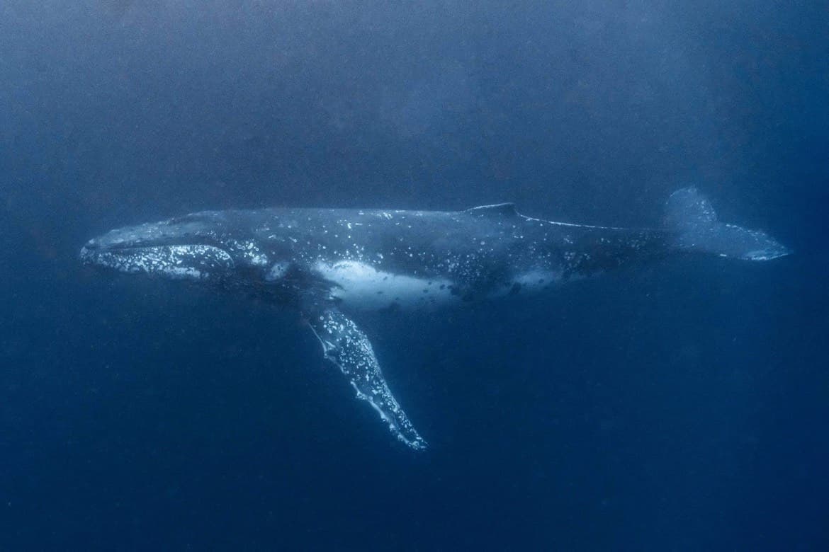 Humpback whale cruising in deep blue ocean during dive