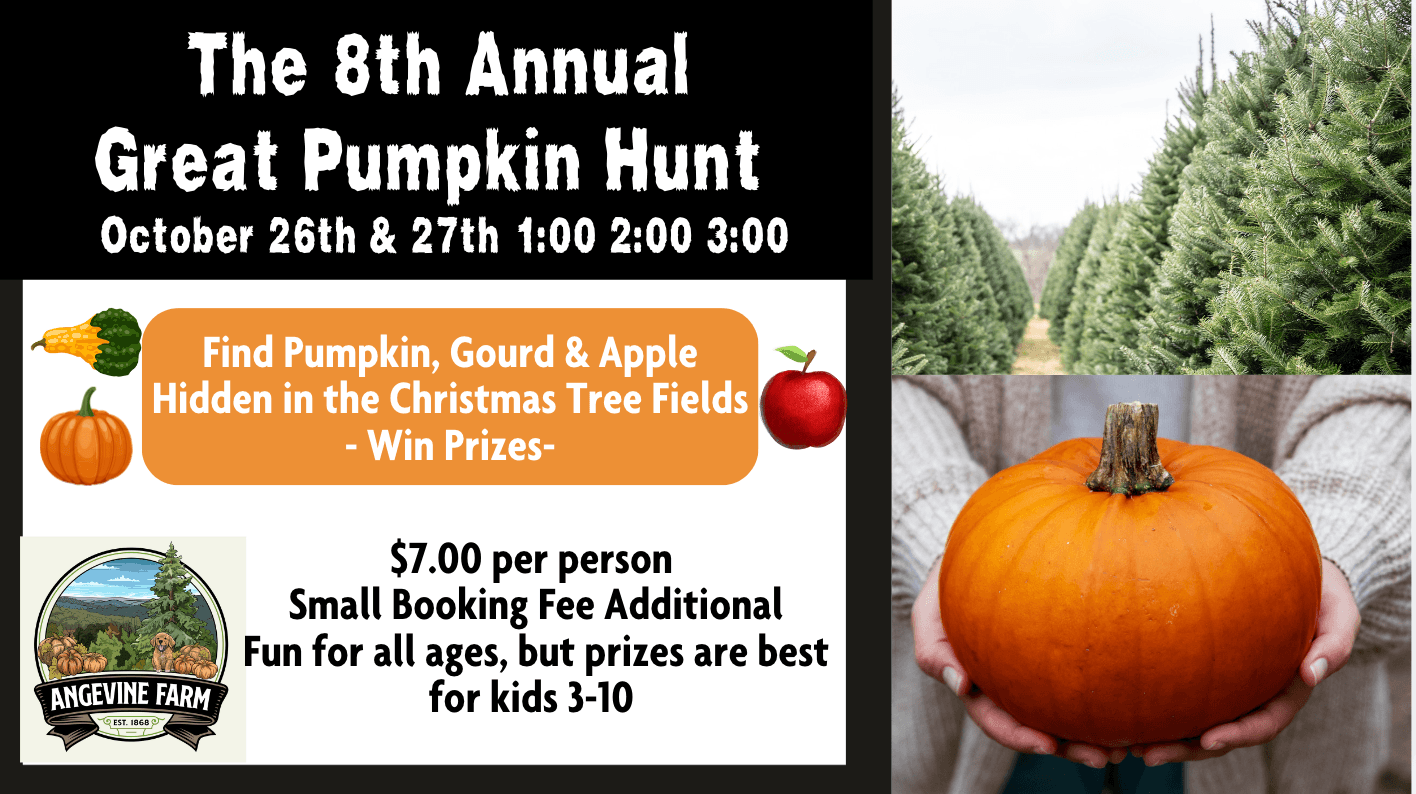 Pumpkin hunt in Christmas tree fields at Angevine Farm