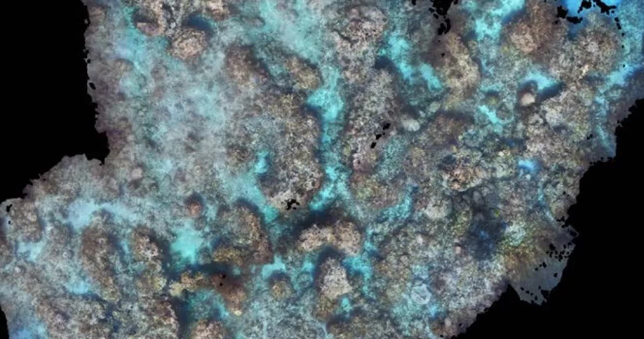 Coralpalooza in Key Largo: Join Ocean First Boat to Restore Florida's Reefs