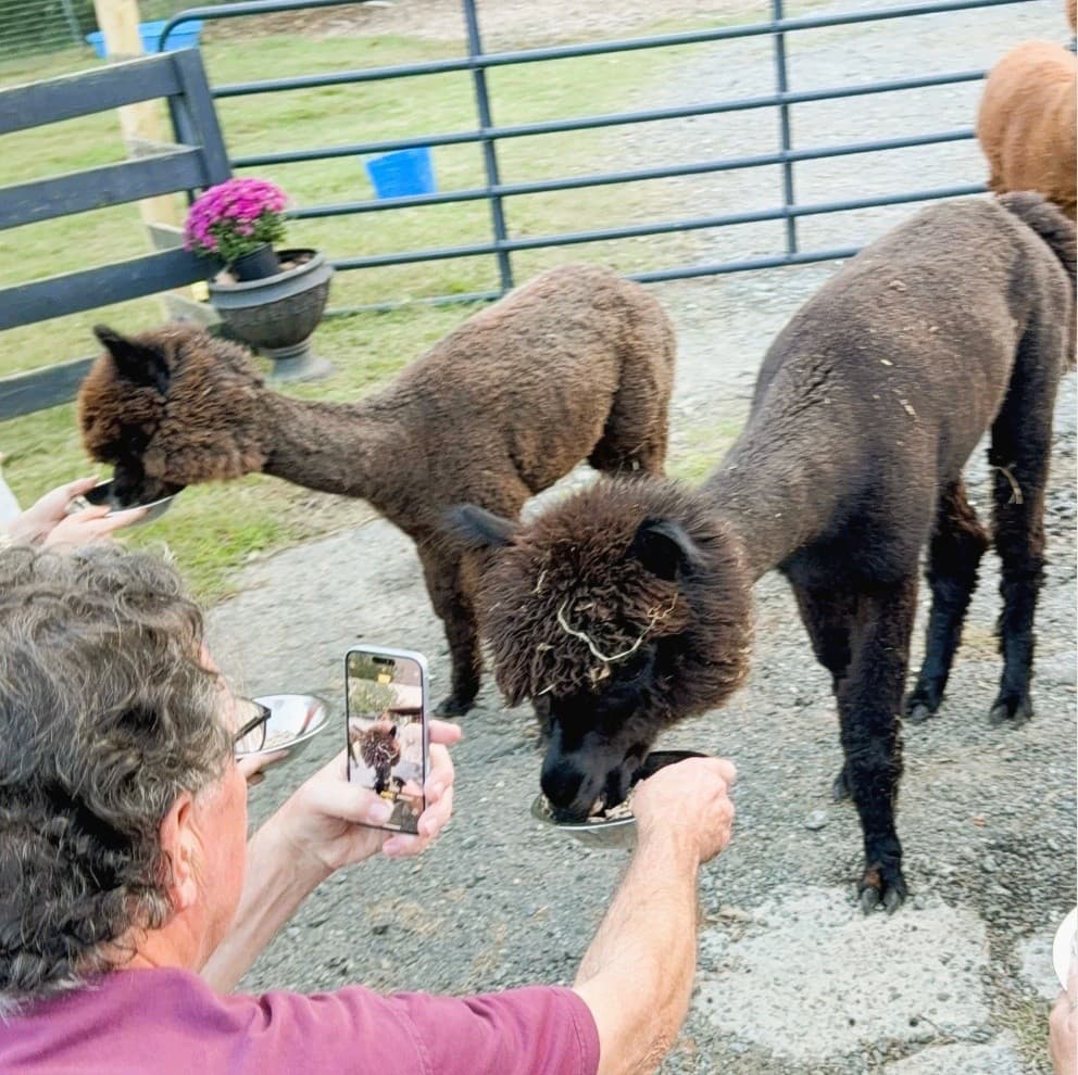 Meet the Alpacas: 45-Minute Farm Tour in Kennesaw, GA