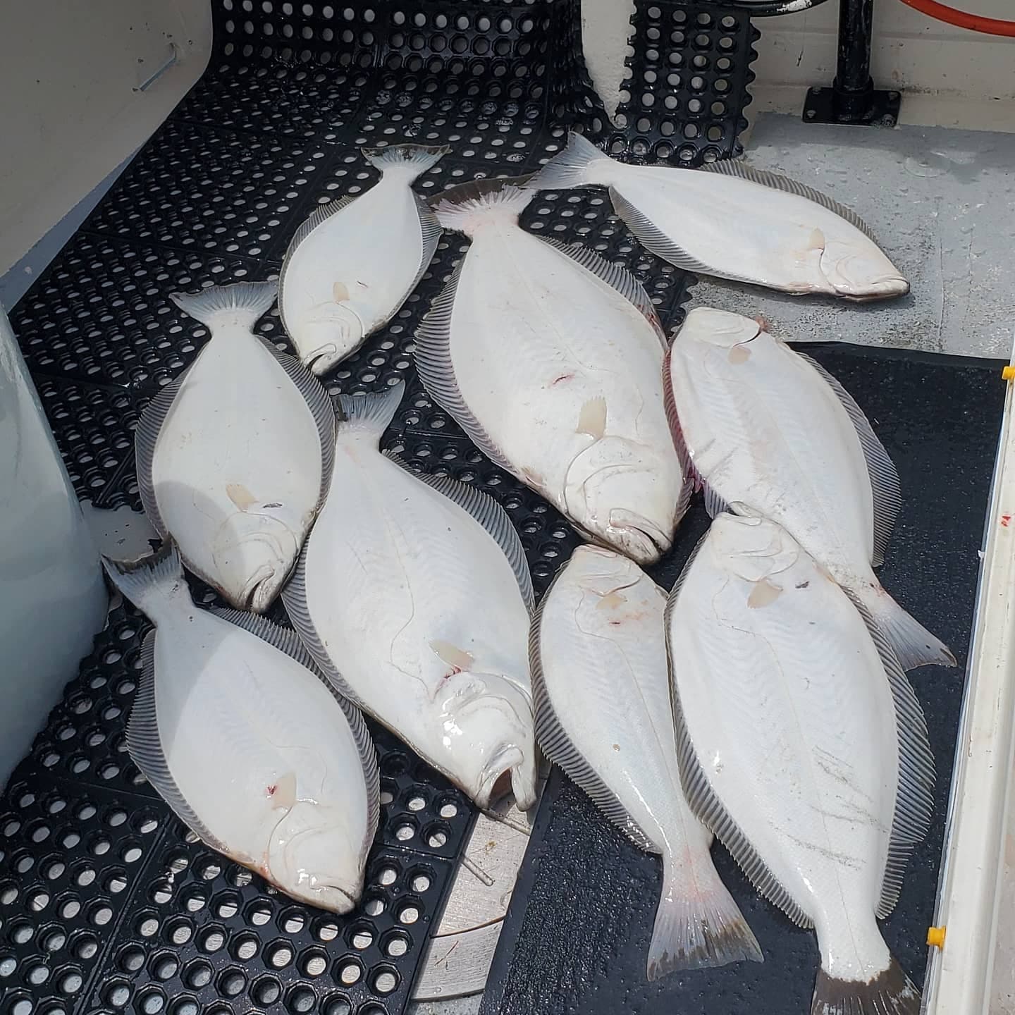 Santa Cruz Coastal Charters fleet