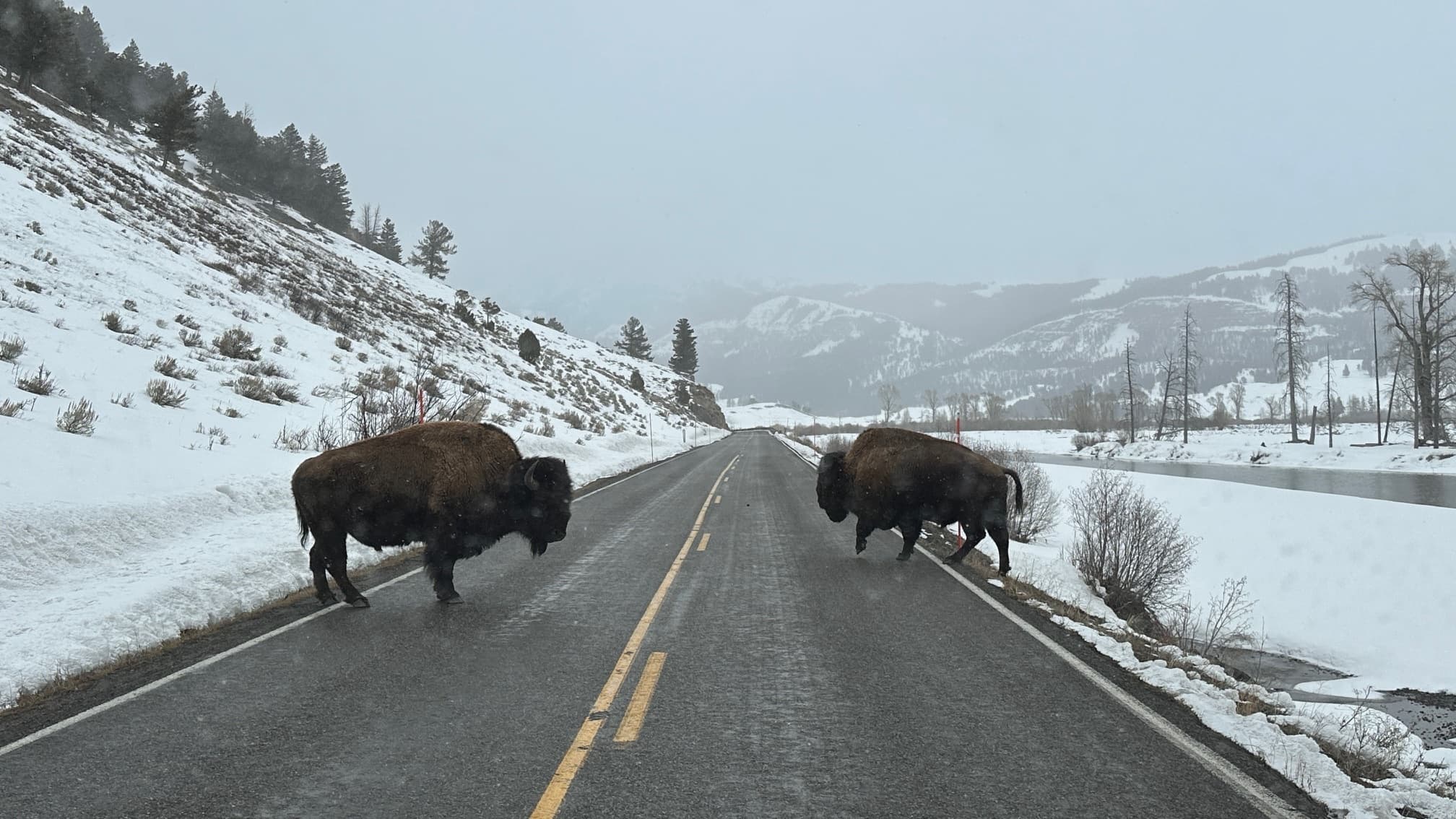 Explore Yellowstone's Untamed Winter Wildlife on a Two-Day Safari