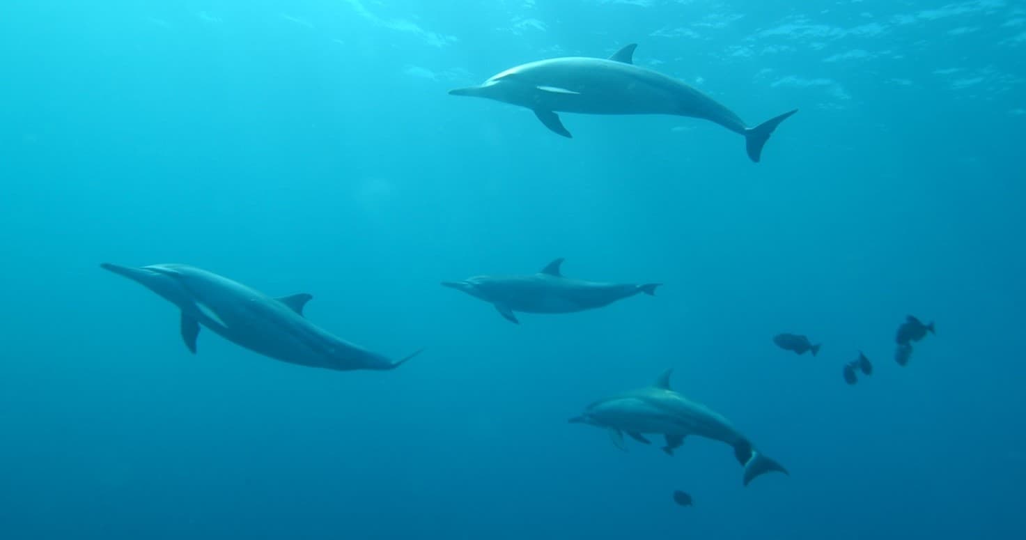 Pod of dolphins swimming in clear blue ocean waters near reef