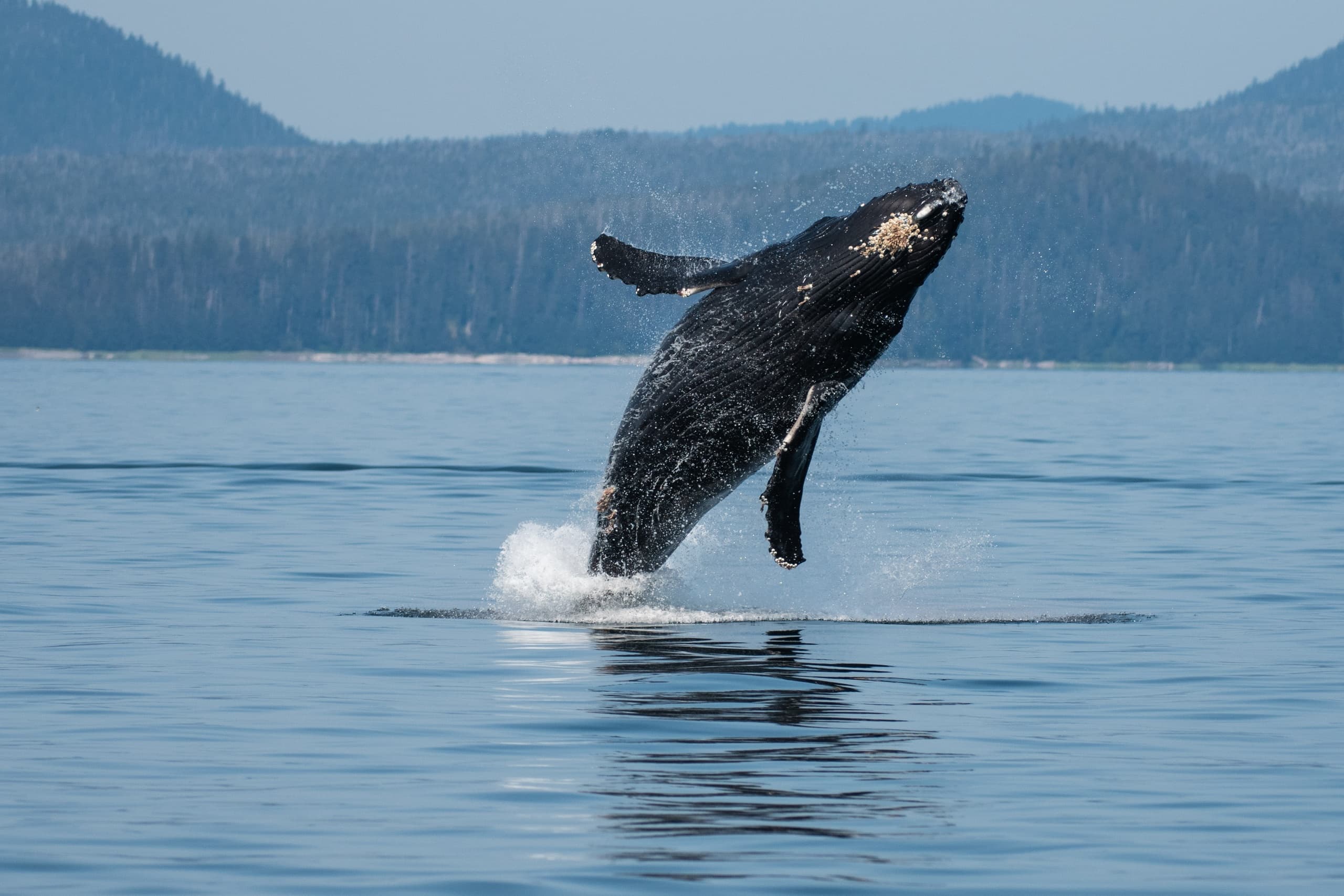 A Whale's Song Expeditions team