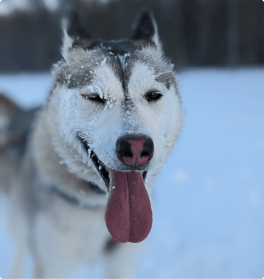Happy husky panting in snow after mushing run on trail