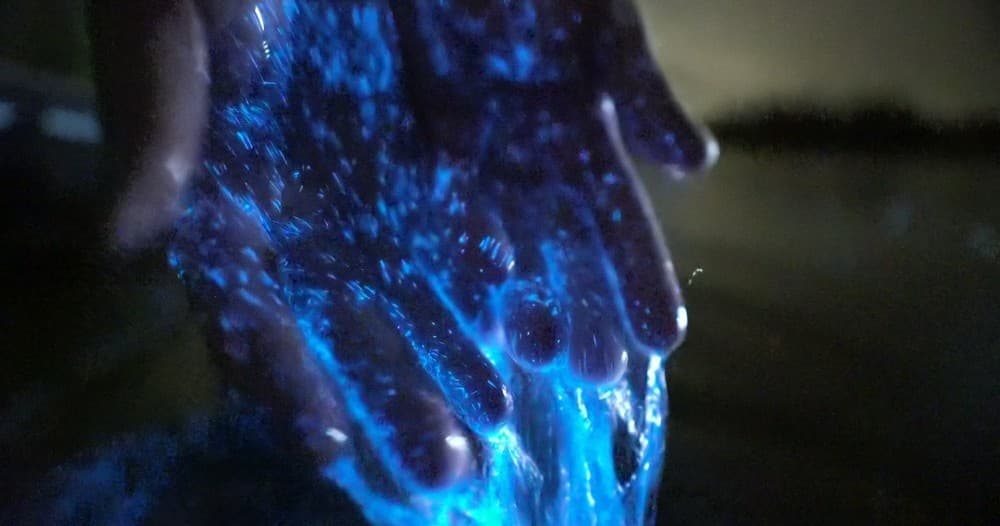 VIP Filmed Bioluminescent Kayak Tour in Palm Bay, FL