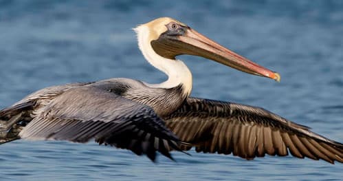 Full Day Eco Cruise with Wind Star Charters in Dunedin