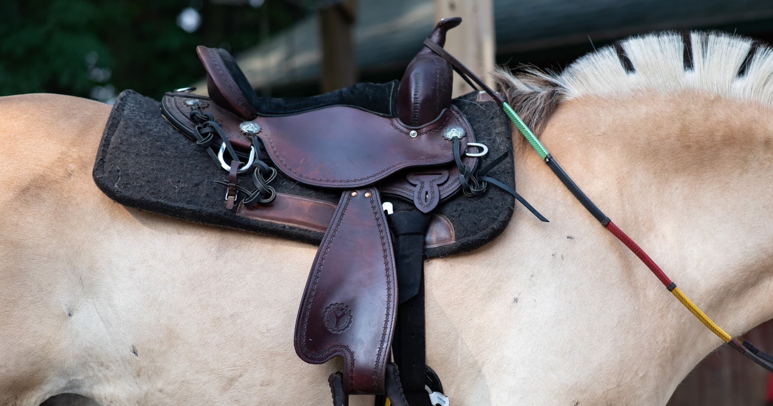 Guided Trail Rides at Jester Park Equestrian Center