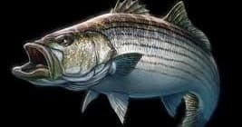 Giant Bluefin & Striped Bass Fishing in Beach Haven, NJ