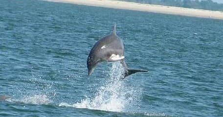 Close Encounters on the Tide