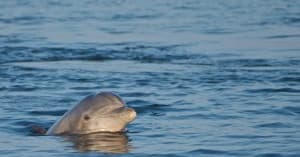 Bottlenose dolphin surfacing in coastal Atlantic waters at OBX