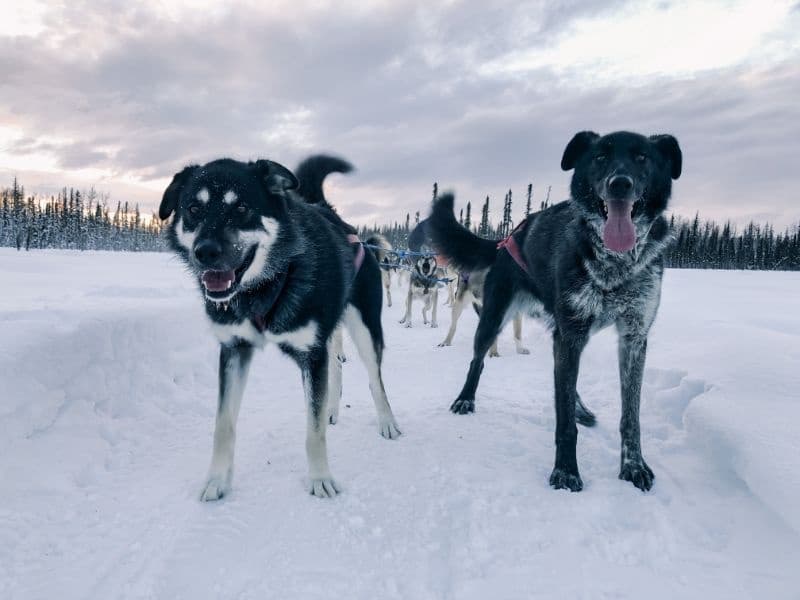 Mush with an Iditarod Finisher: 5-Hour Sled Dog Adventure Near Willow, AK