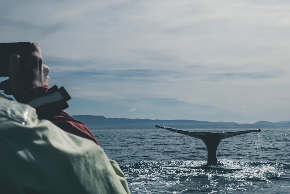 Unforgettable Whale Watching Adventure in Puerto Vallarta’s Pristine Waters