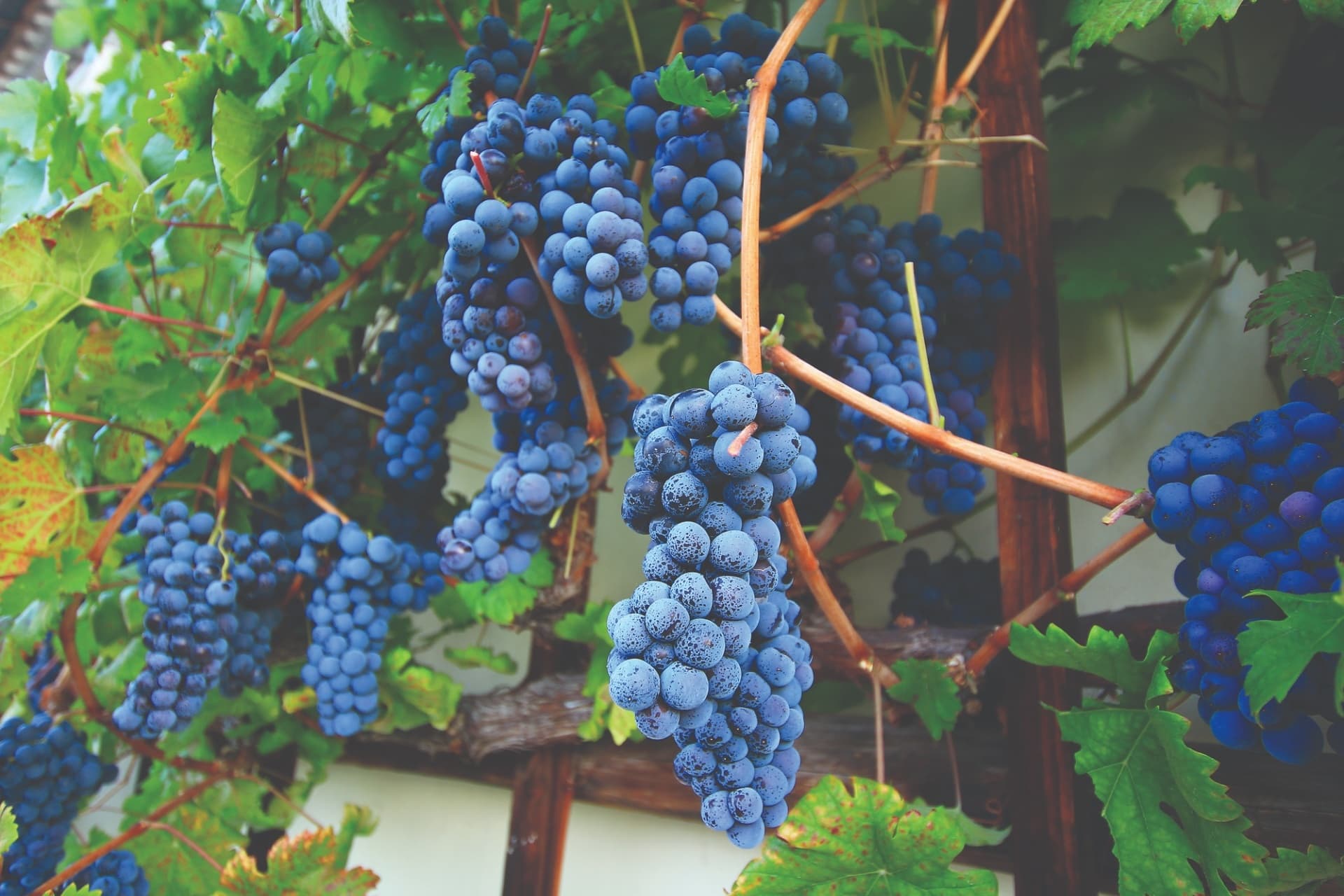 Maribor Wine and History Day Trip: Lenta, Vinag Cellars & Žička kartuzija photo 4