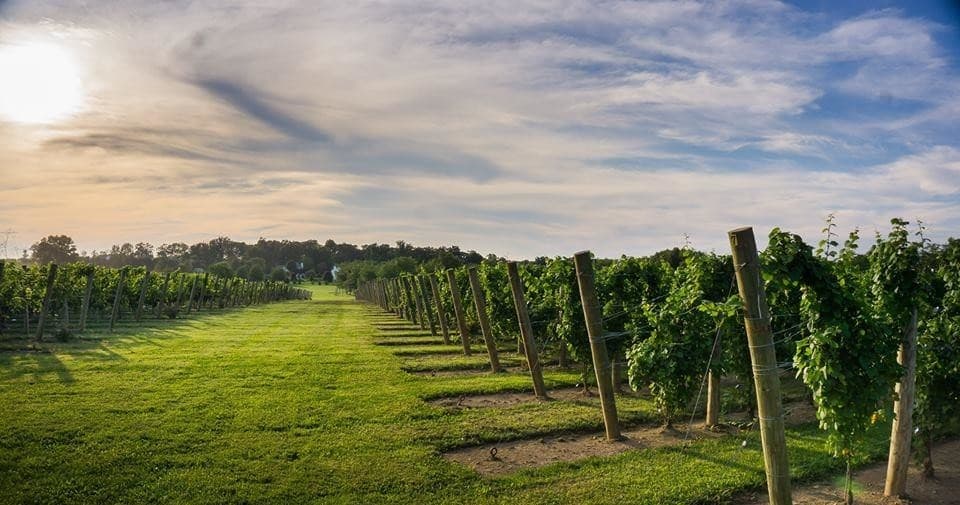 Fourth of July Group Therapy at Hunterdon County Vineyard — Live Music & Family-Friendly Wine Night
