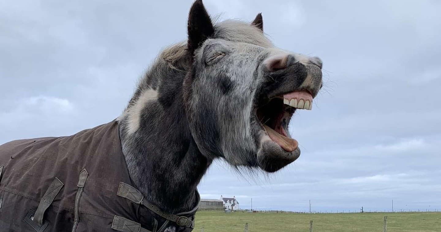 Own a Pony Experience at Tiree Equestrian, Scotland