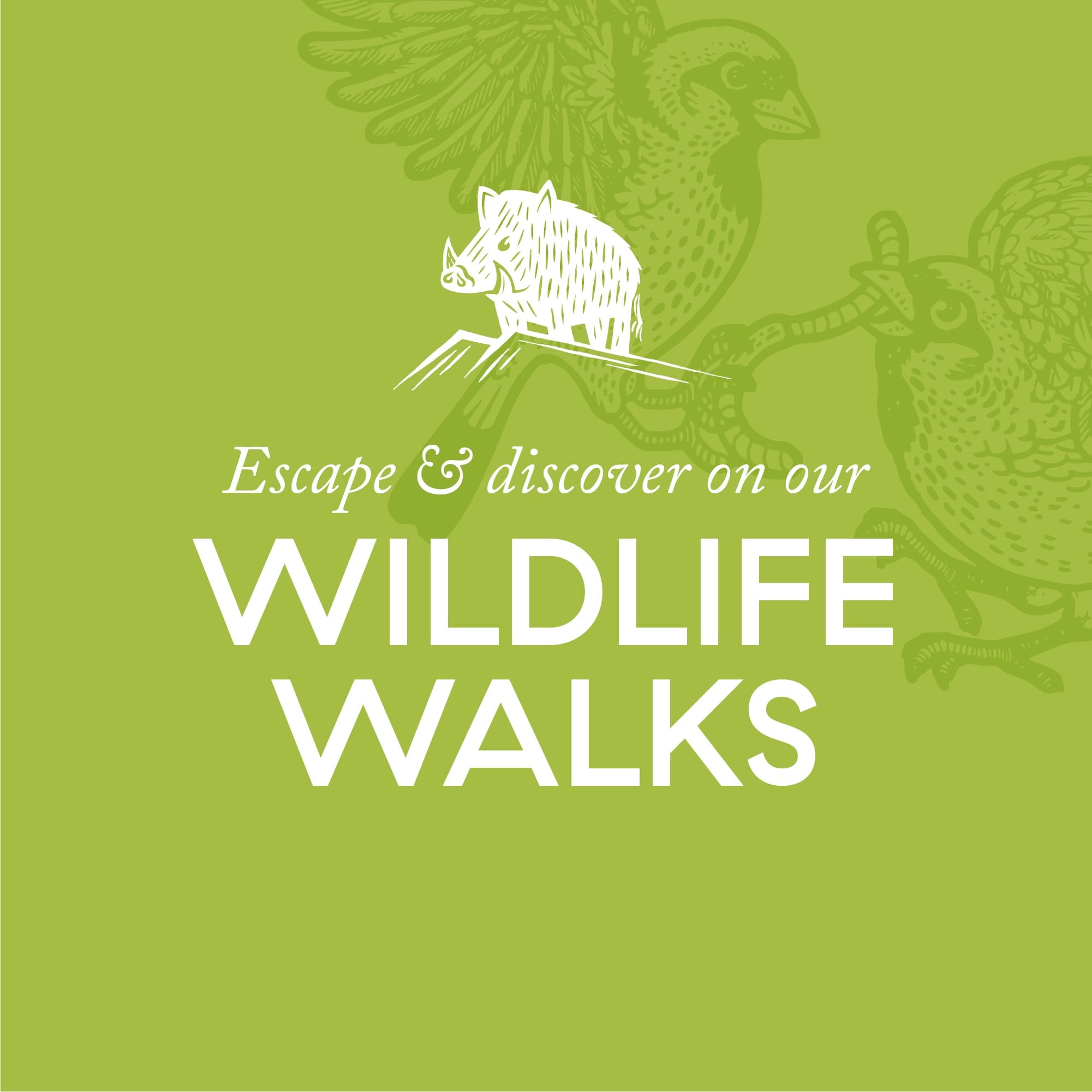 Wildlife & Nature Walk at Beinn an Tuirc Distillers