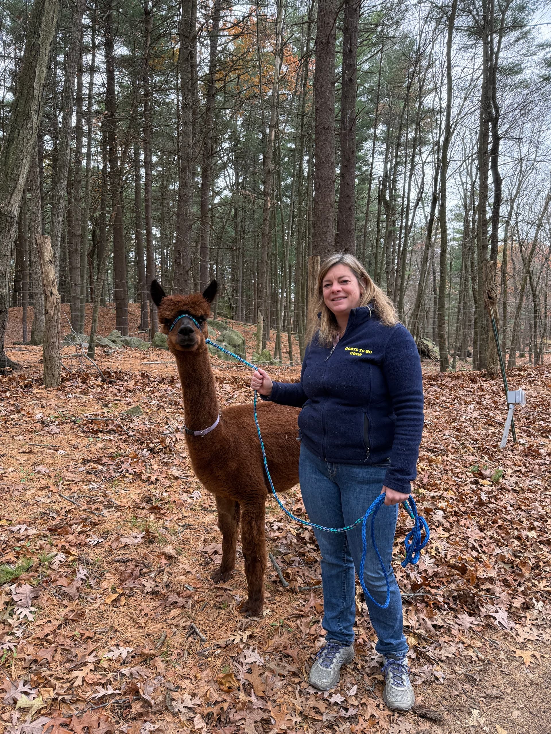 Alpaca Trail Treks in Georgetown, MA: 45-Minute Farm Walks & Animal Handling photo 3