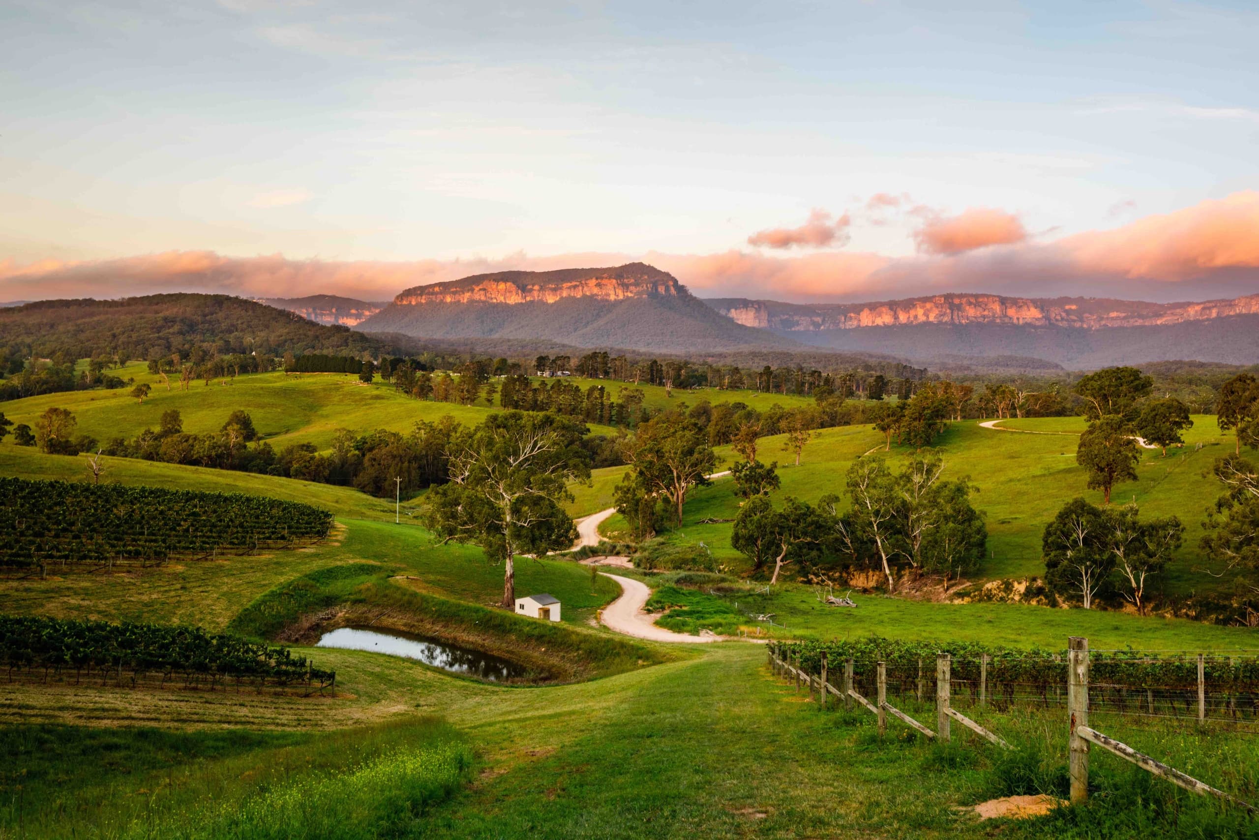 Vineyard landscape at sunset showcasing scenic wine-tasting region