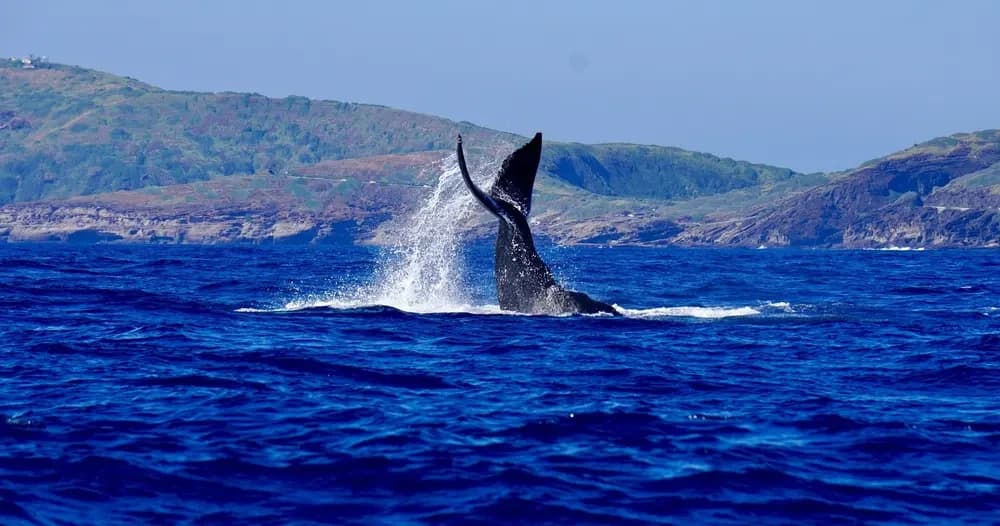 Sunset Humpback Whale Watching Cruise from Waikiki — Whale Guarantee & Hydrophone